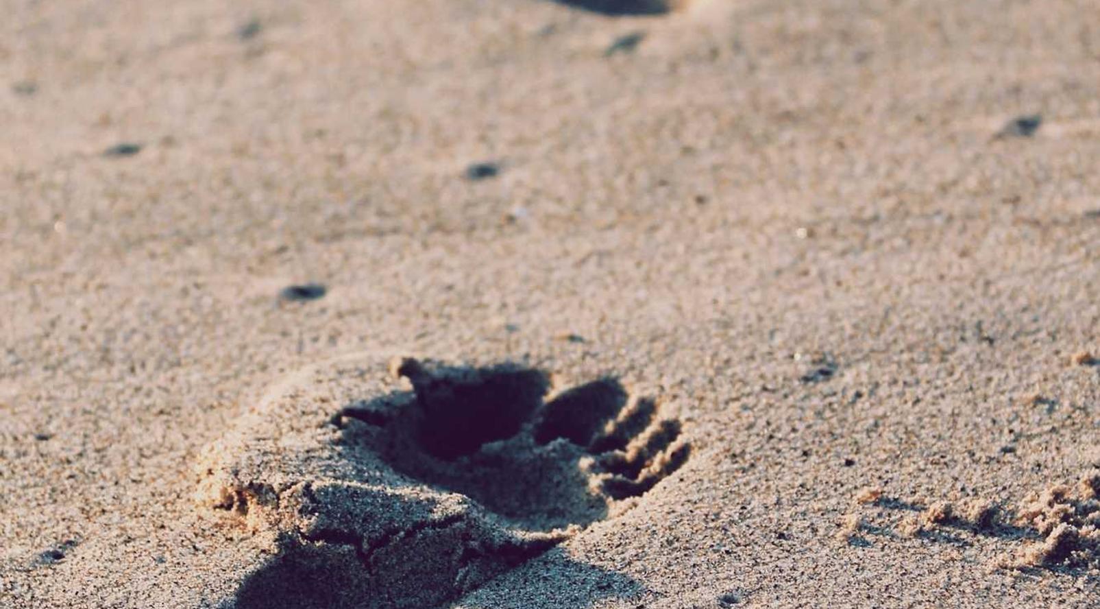 深度ip实名账号:仙女棒购买平台